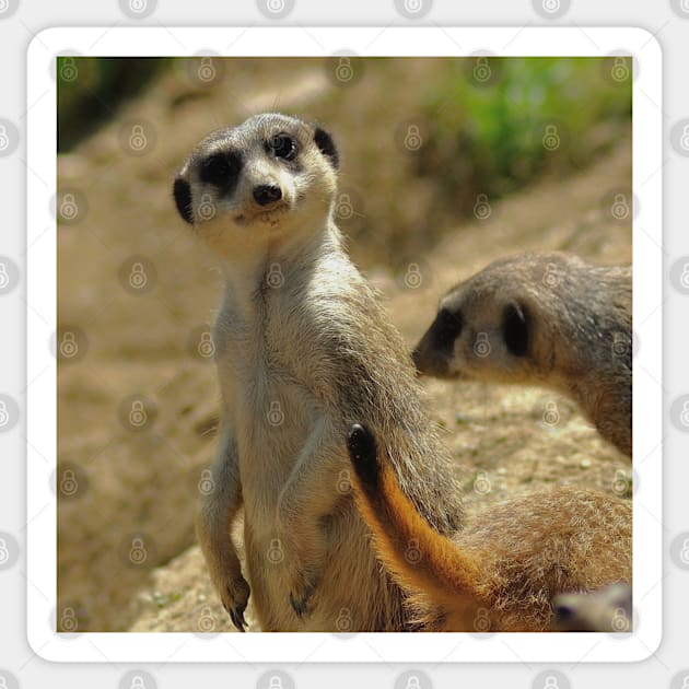 Meerkat at the Zoo Sticker by DesignMore21